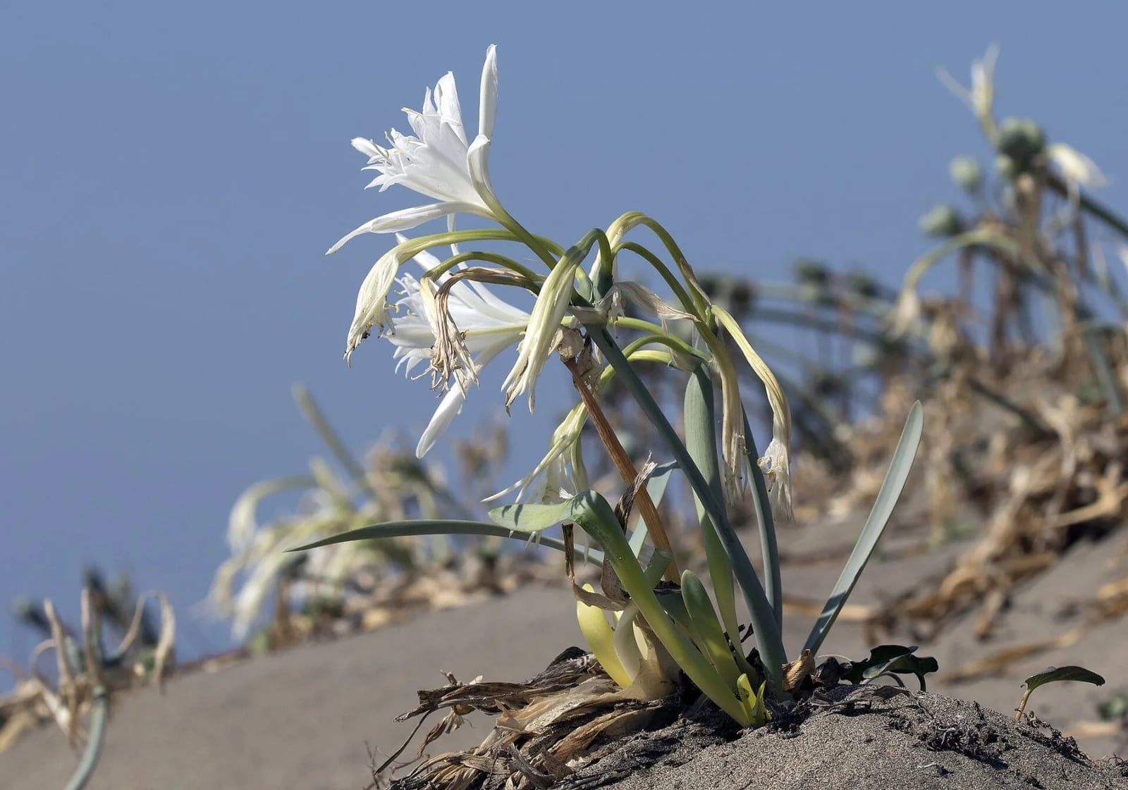 Sea daffodil on the coastal dunes