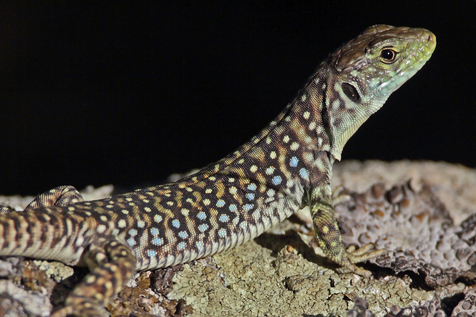 Ocellated lizard among stones