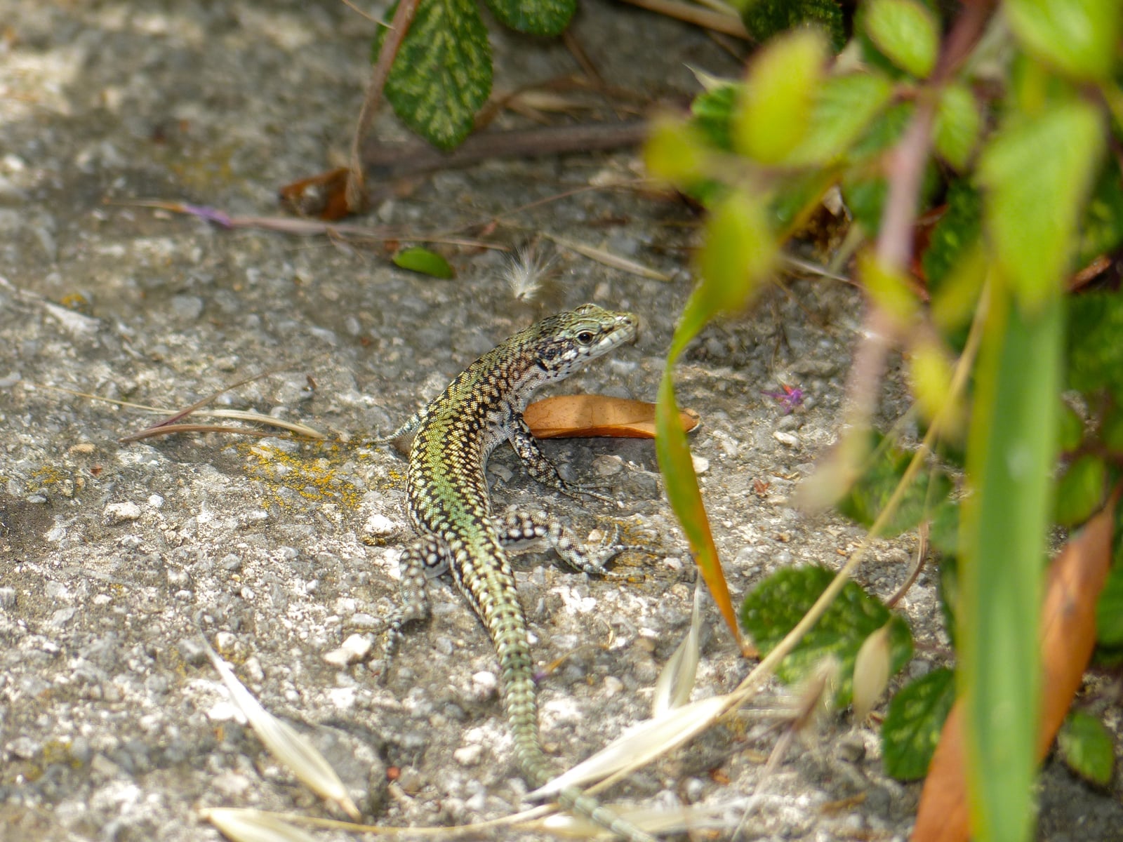 Iberian wall lizard on a stone