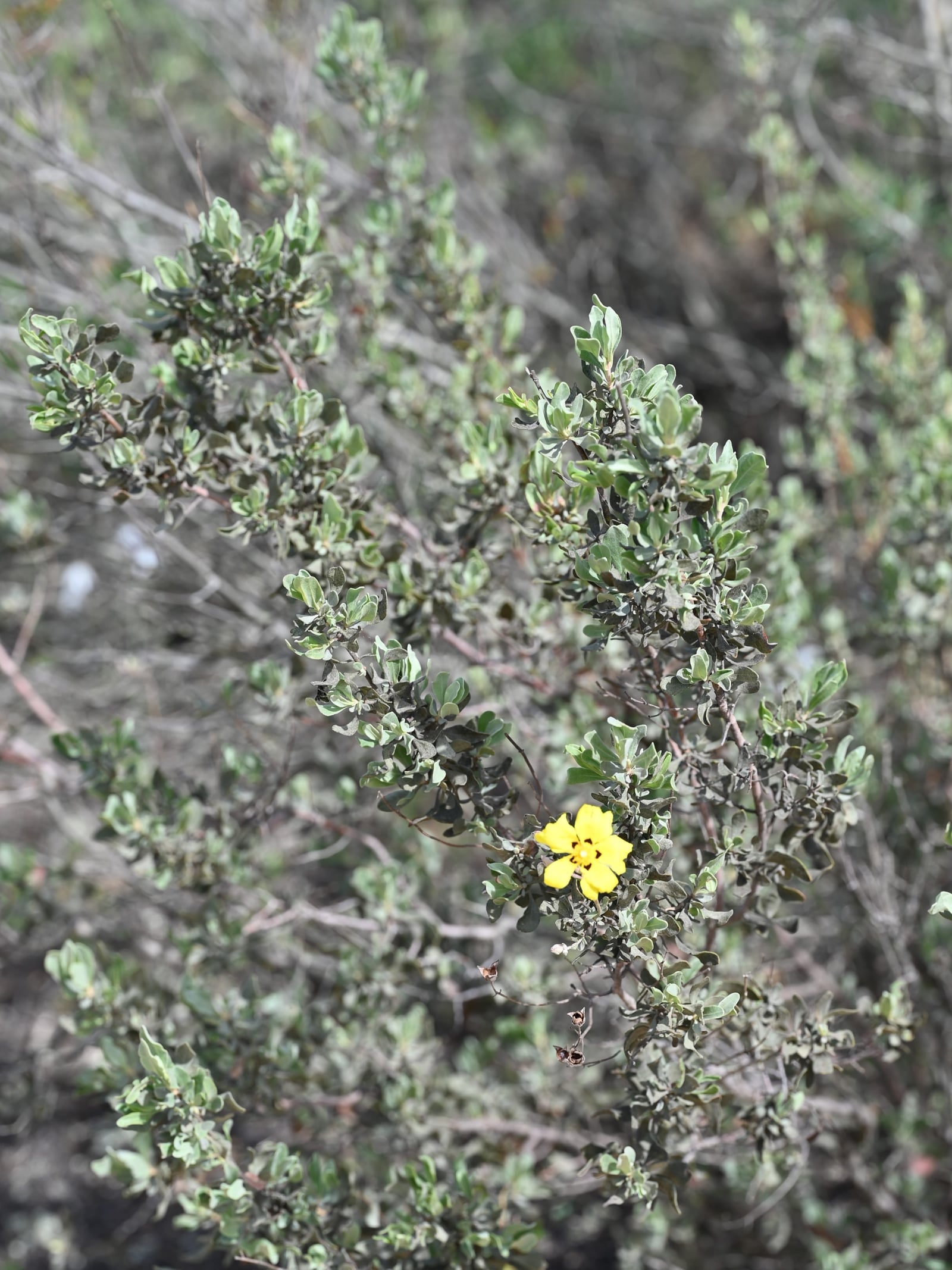 Halimium halimifolium in flower