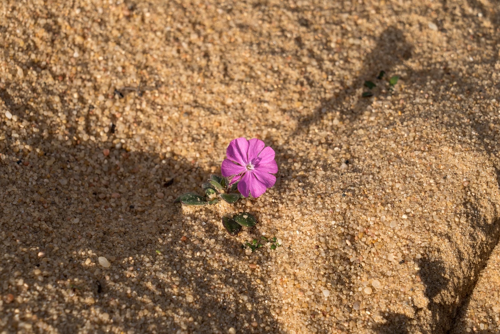 Silene littorea in flower