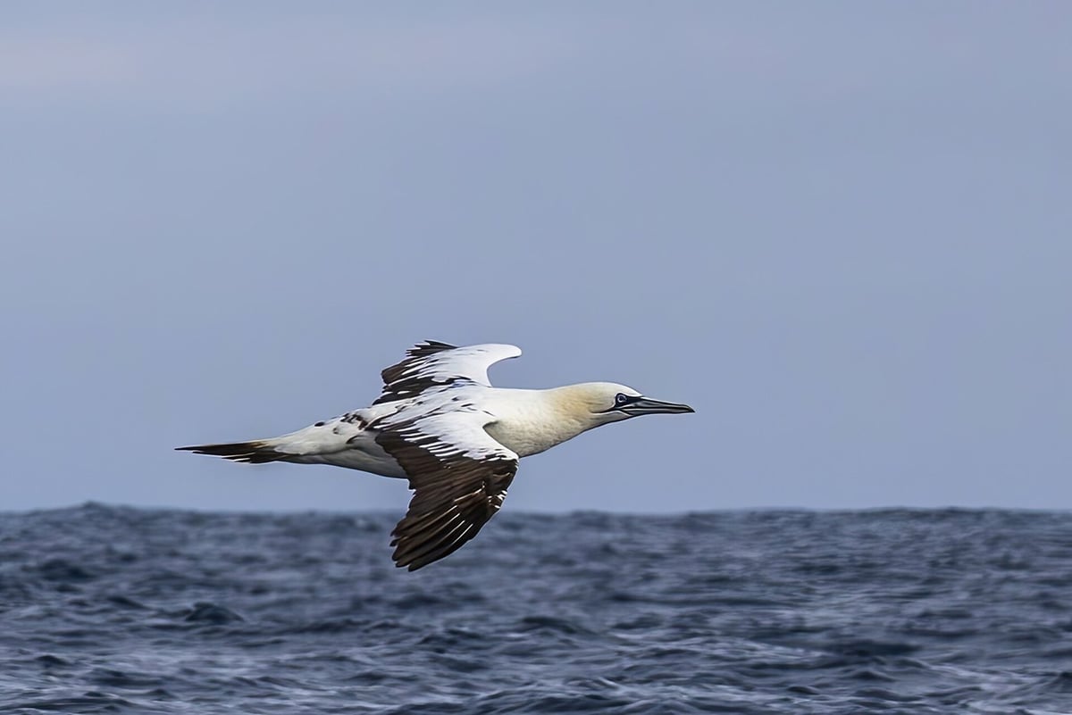 Northern gannet in flight over the sea off Sagres