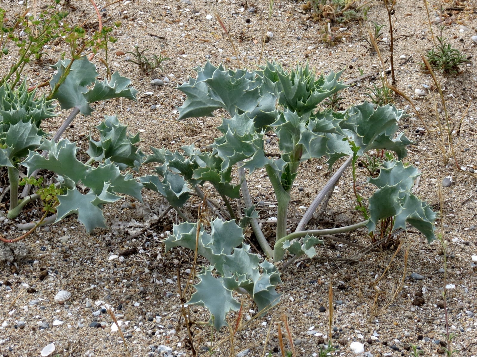 Sea holly on the dunes