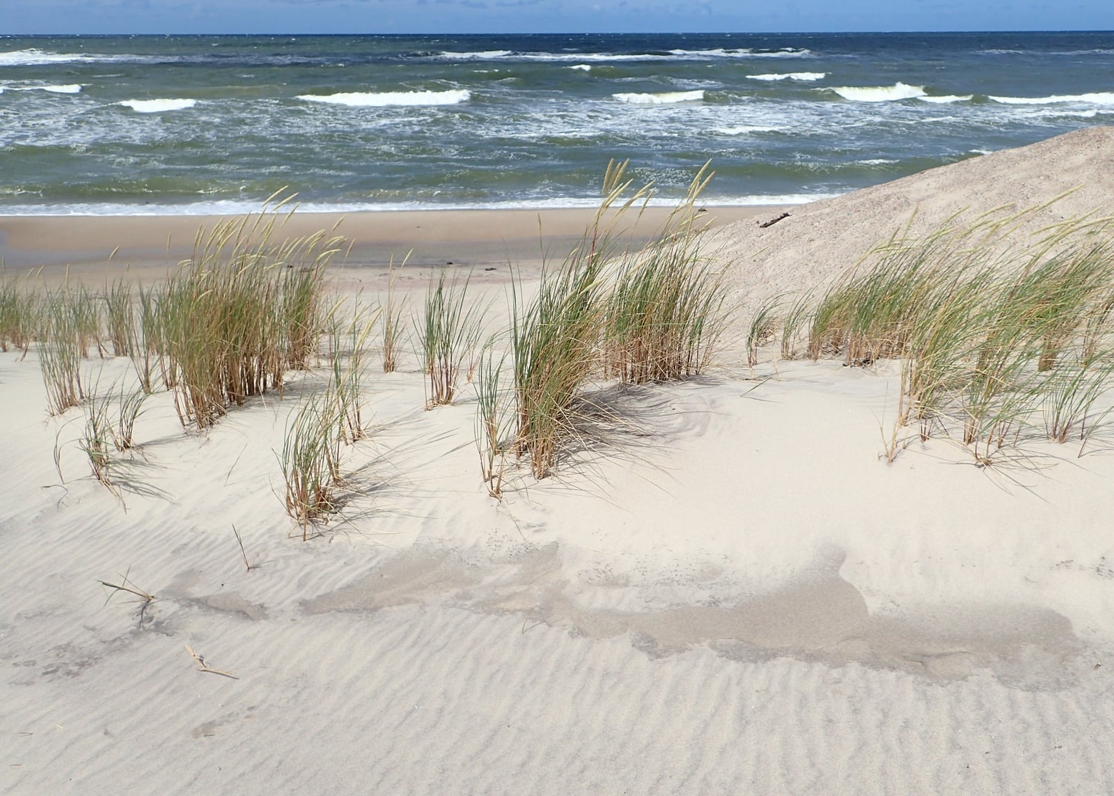 Marram grass stabilising dunes