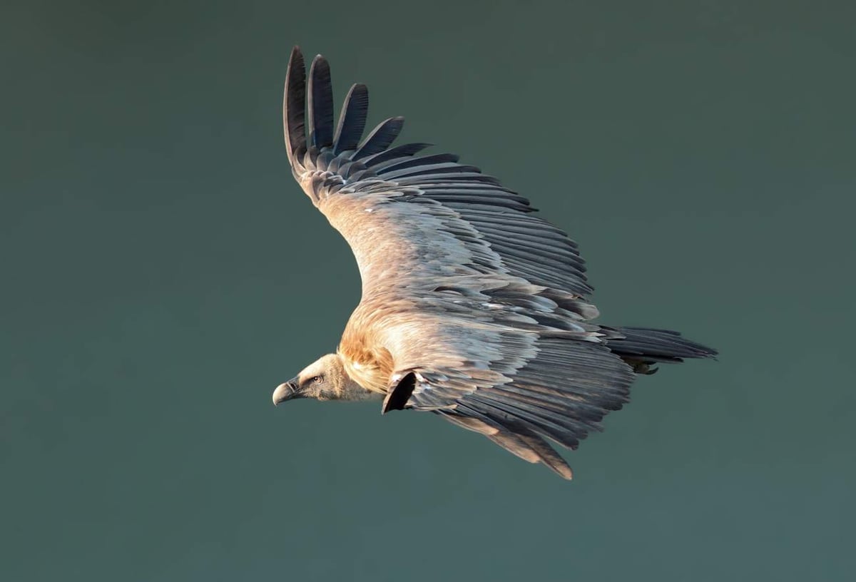Griffon vulture (Gyps fulvus) in flight