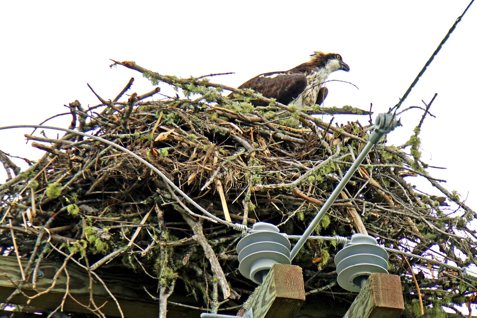 Osprey in flight