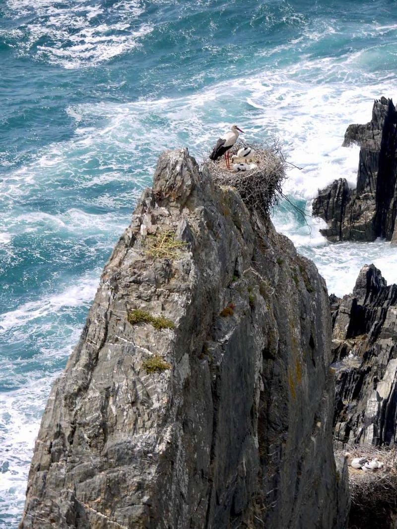 White stork nesting with chicks on a sea cliff at Cabo Sardão