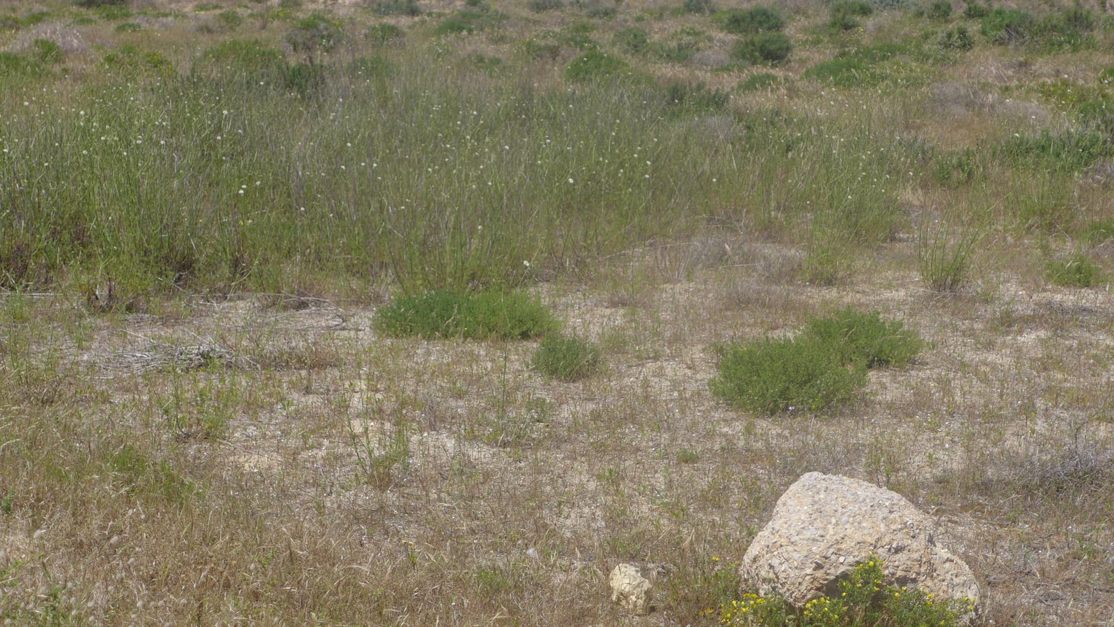 Sea thrift (Armeria pungens) flowering in the Algarve