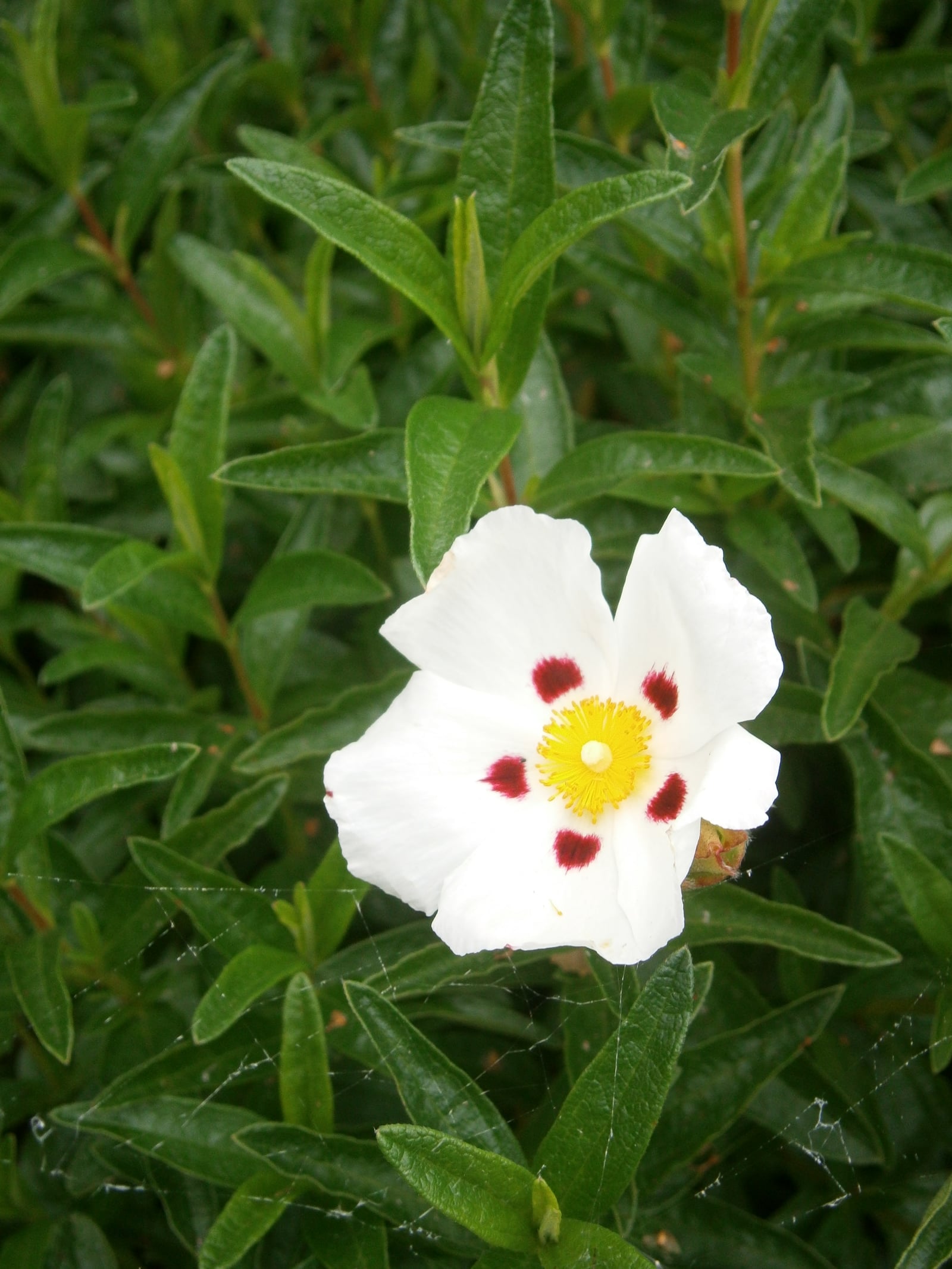 Gum rockrose in flower