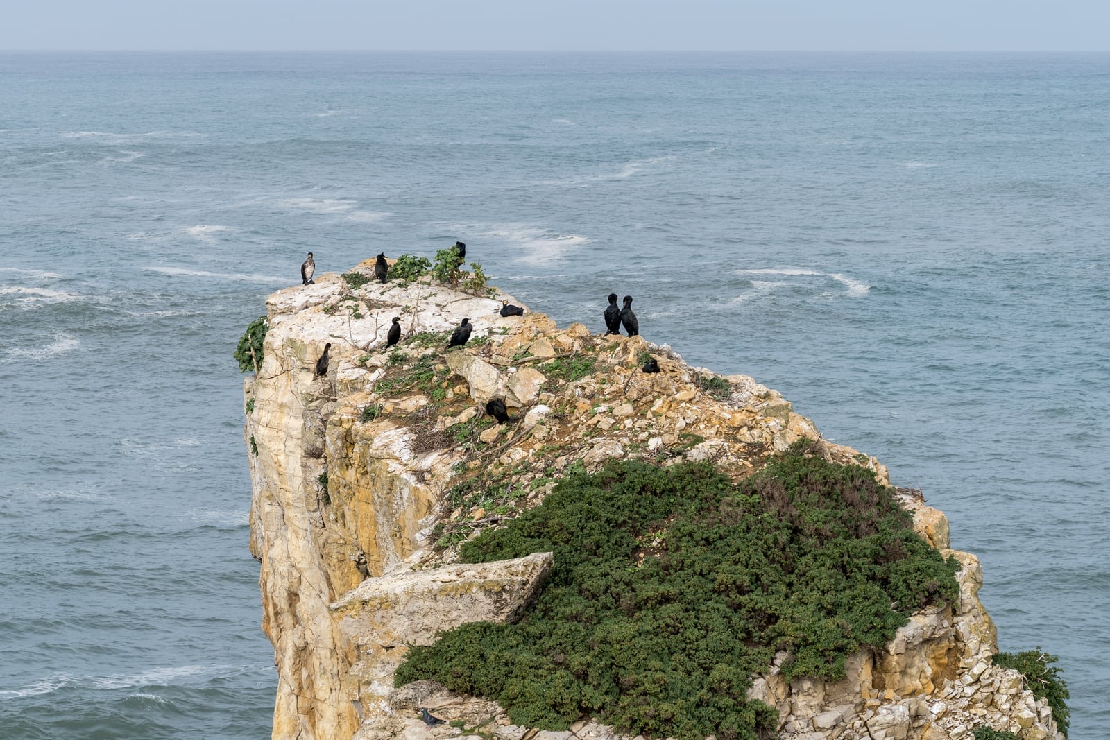 European shags on coastal rocks