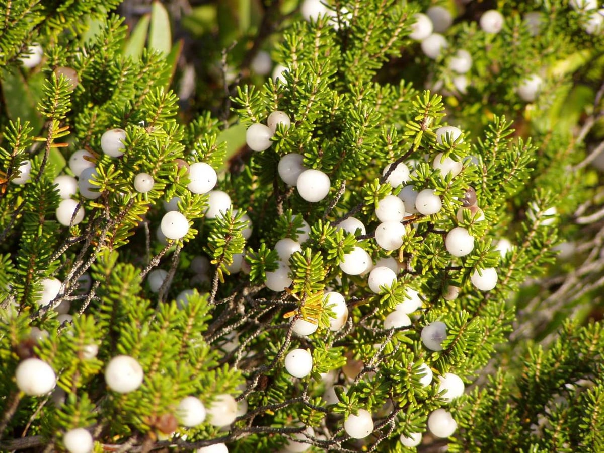 Camarinha (Corema album) berries, a dune plant of the Vicentine Coast