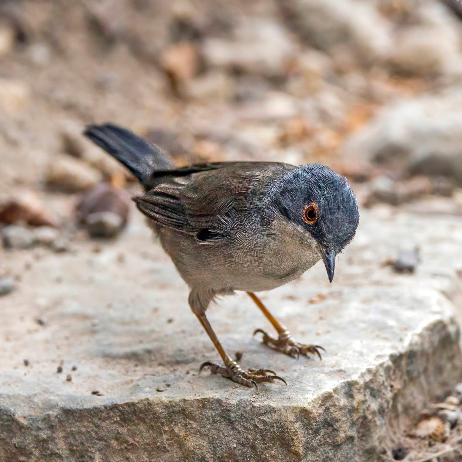 Sardinian warbler in coastal scrub