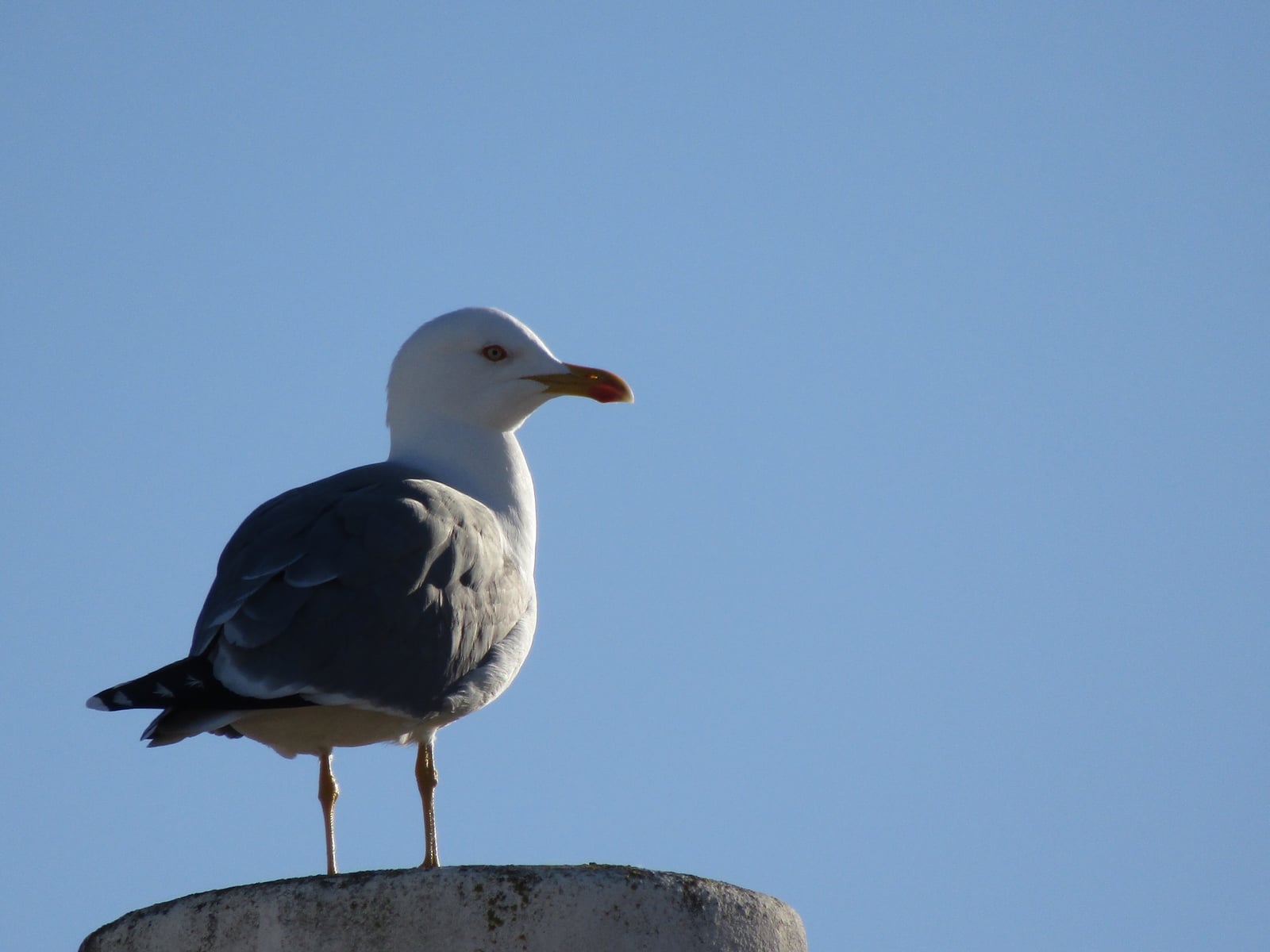 Yellow-legged gull (Larus michahellis) in the Algarve