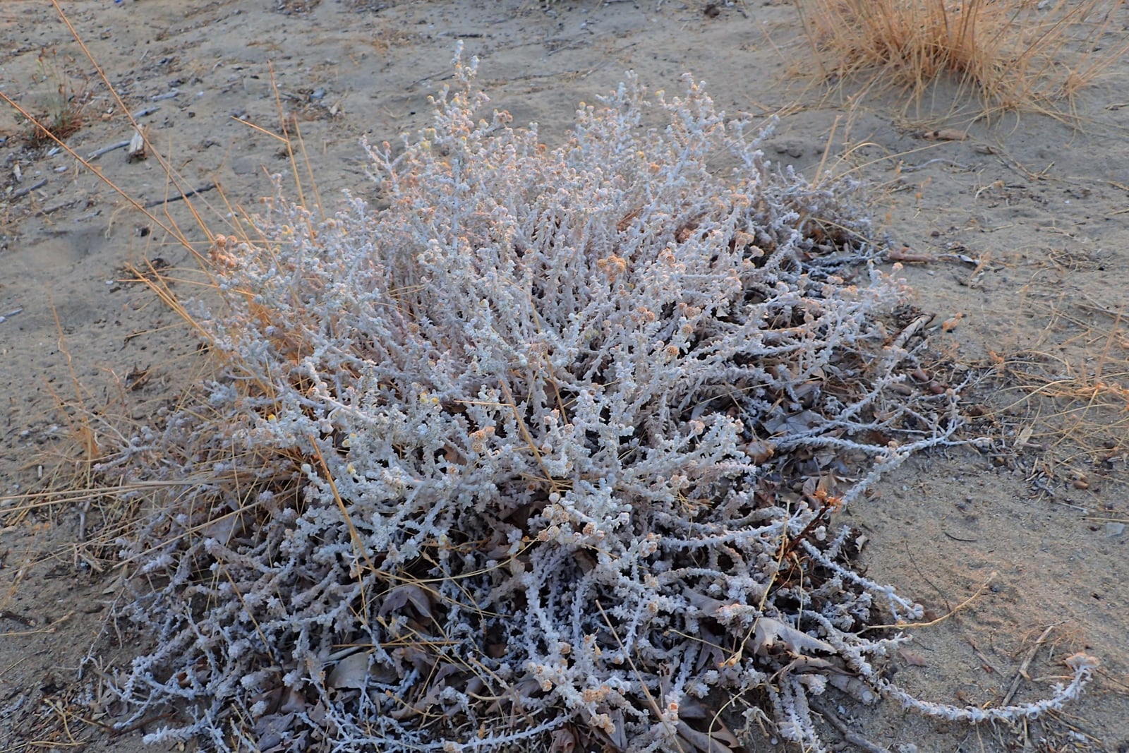 Cottonweed on the dunes