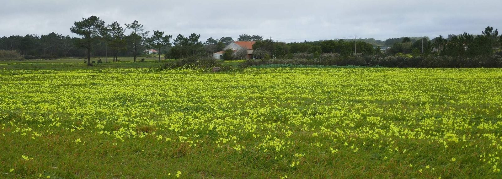 Fields of yellow oxalis in flower near Rogil, in the Aljezur countryside