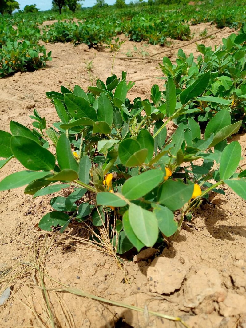 A peanut plant growing in sandy soil