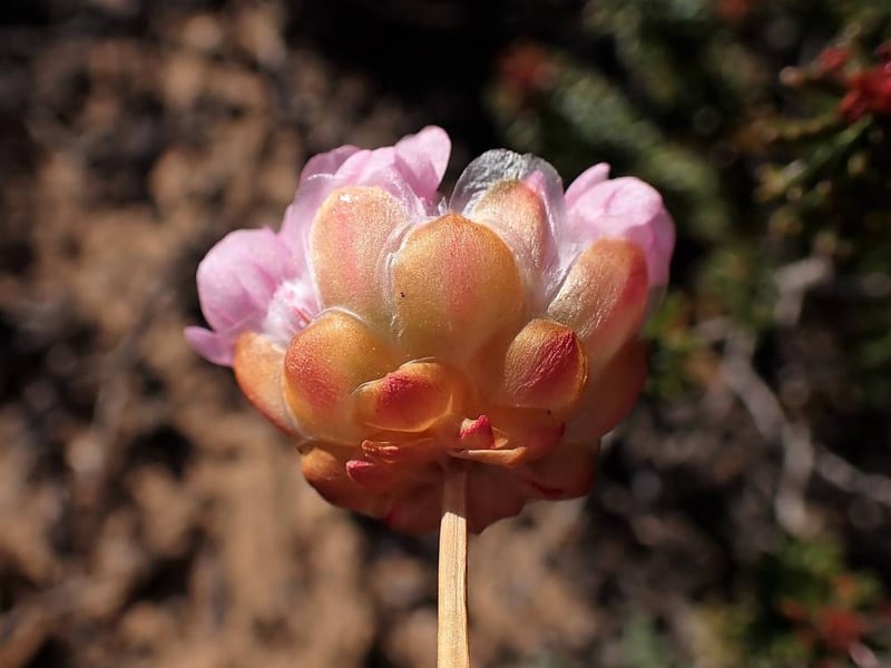 Sea thrift (Armeria pungens) flowering in the Algarve