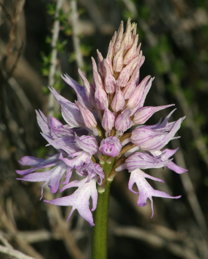 Naked man orchid (Orchis italica) flower spike in the Algarve