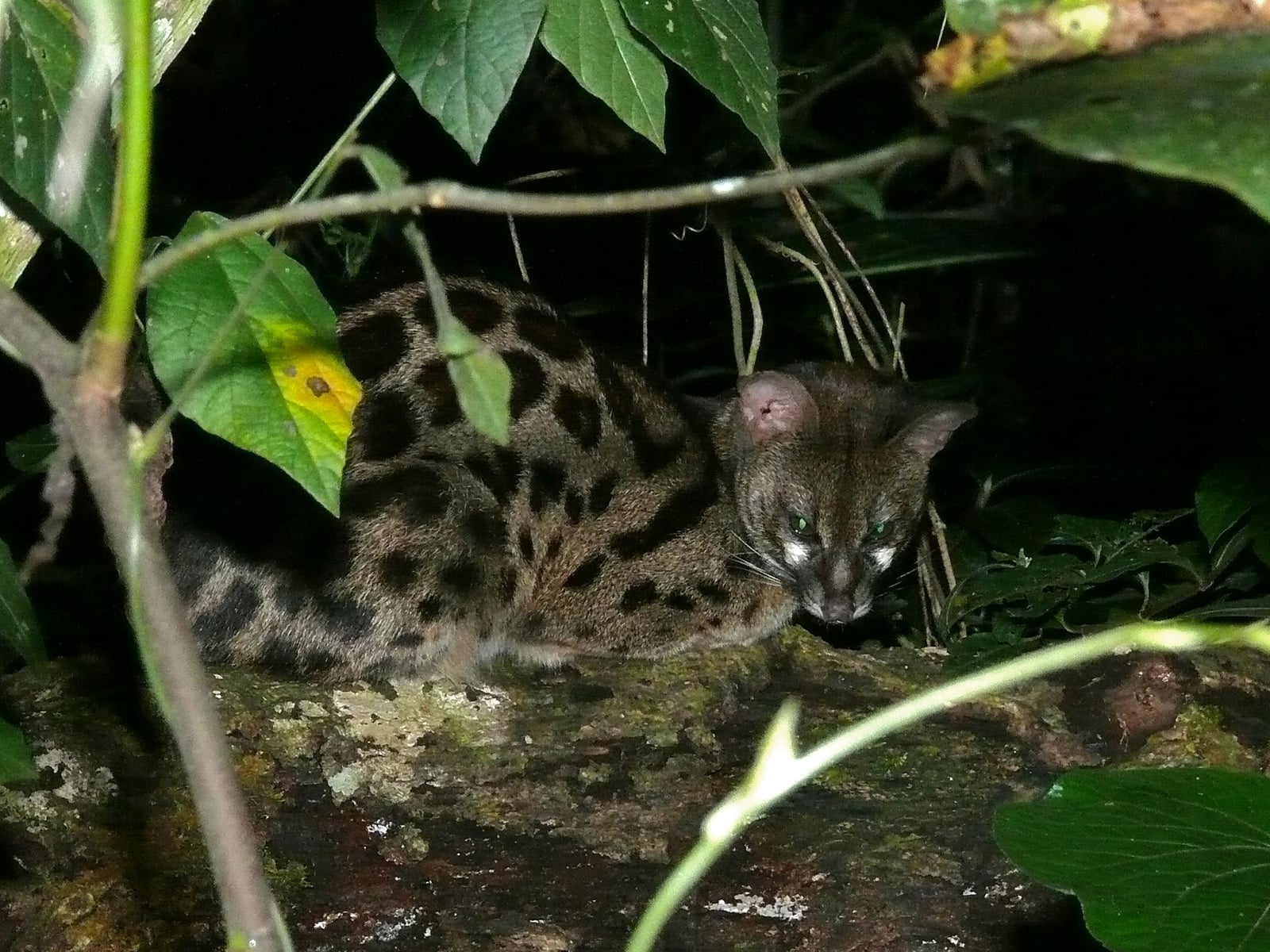 Common genet