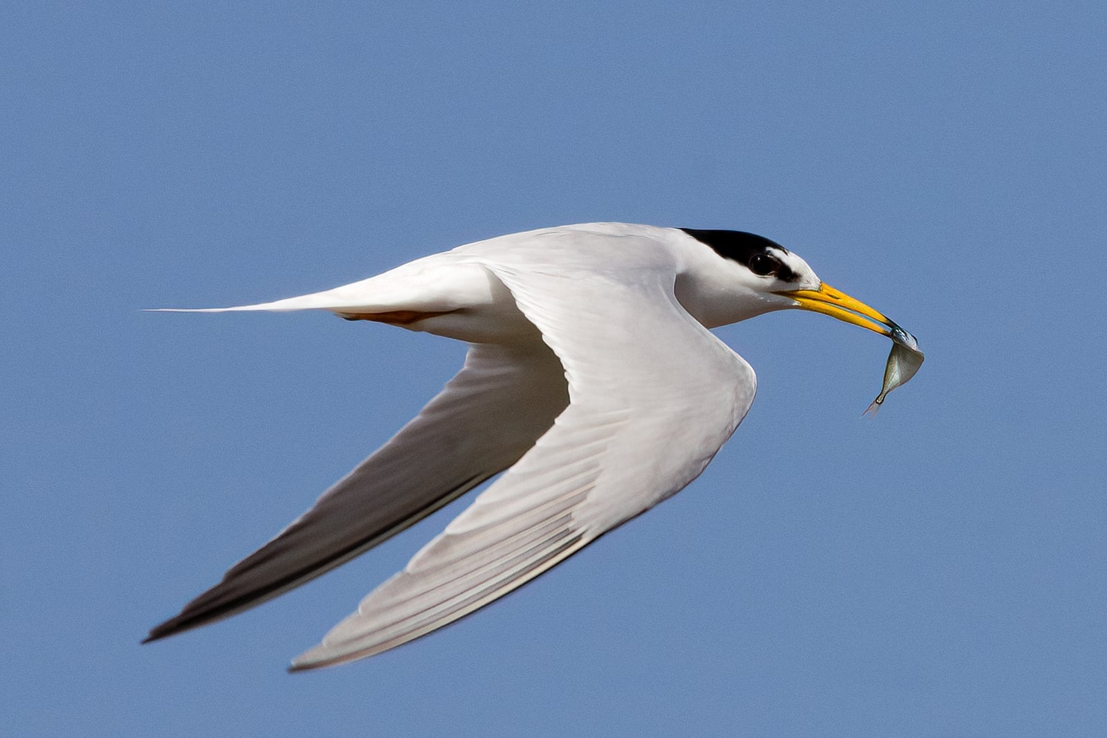 Little tern in flight