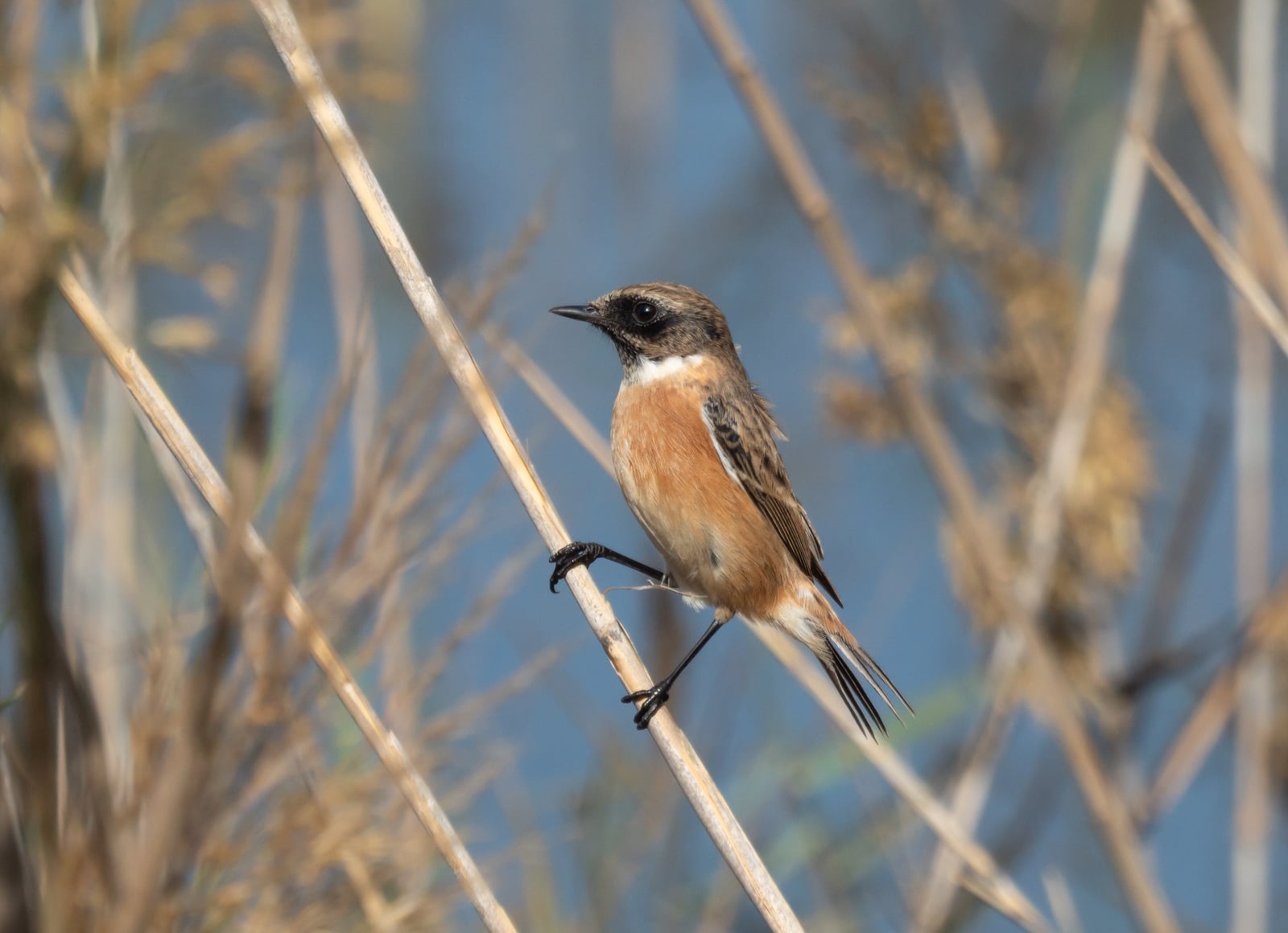 European stonechat perched on scrub