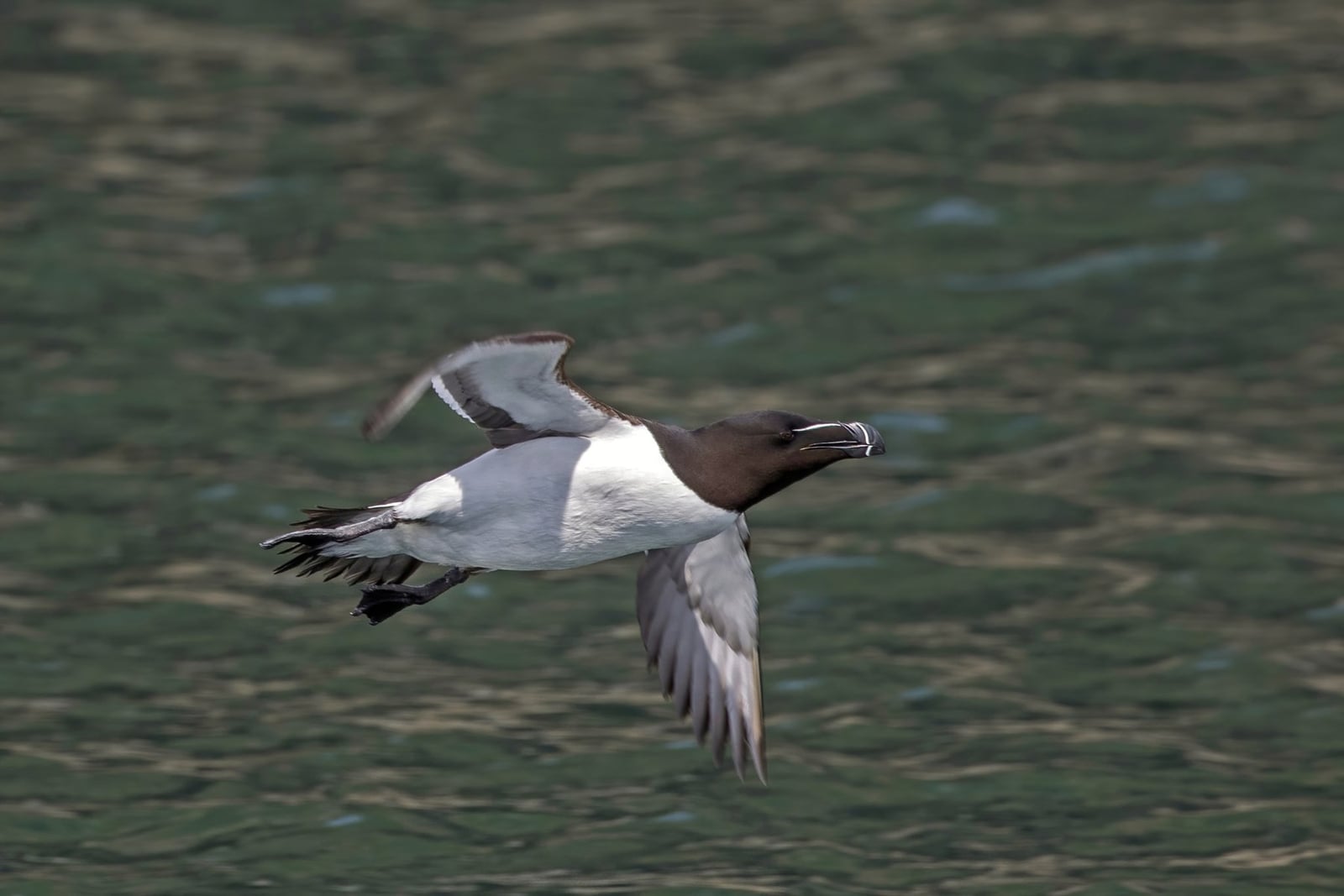 Razorbill (Alca torda) in flight over the Atlantic, the featured species of the 2026 Sagres Birdwatching Festival