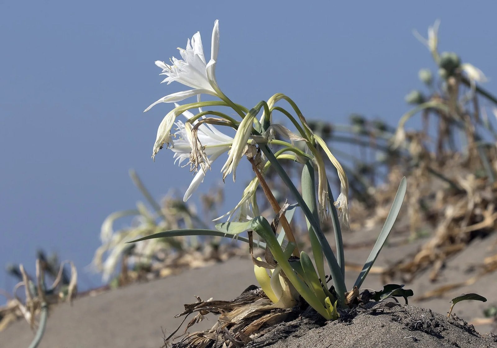 Sea daffodil flowering in coastal sand