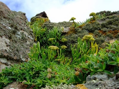 Rock samphire on coastal rocks
