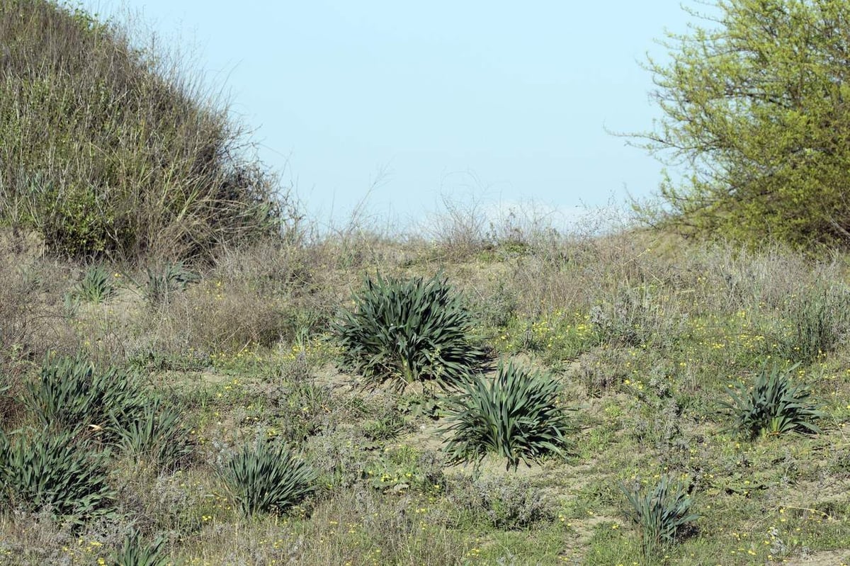 Sea daffodil (Pancratium maritimum) on the coastal dunes