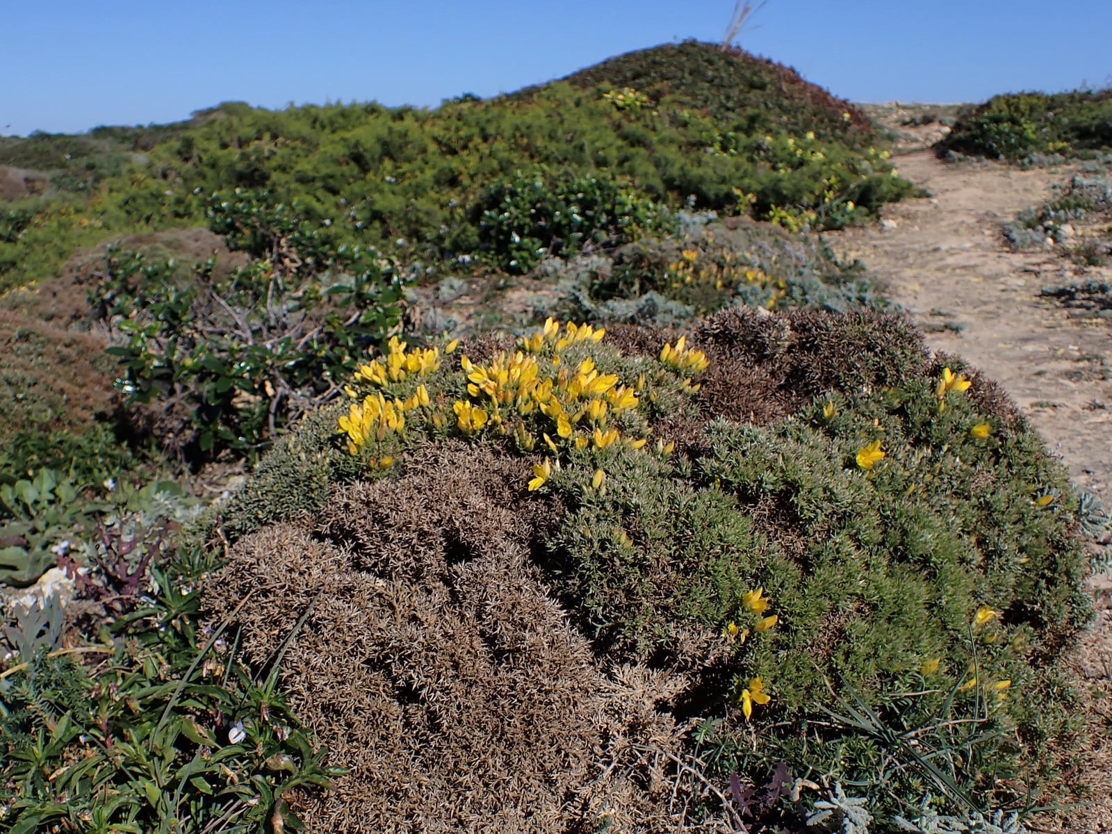 Ulex erinaceus, an endemic gorse of the southwest coast