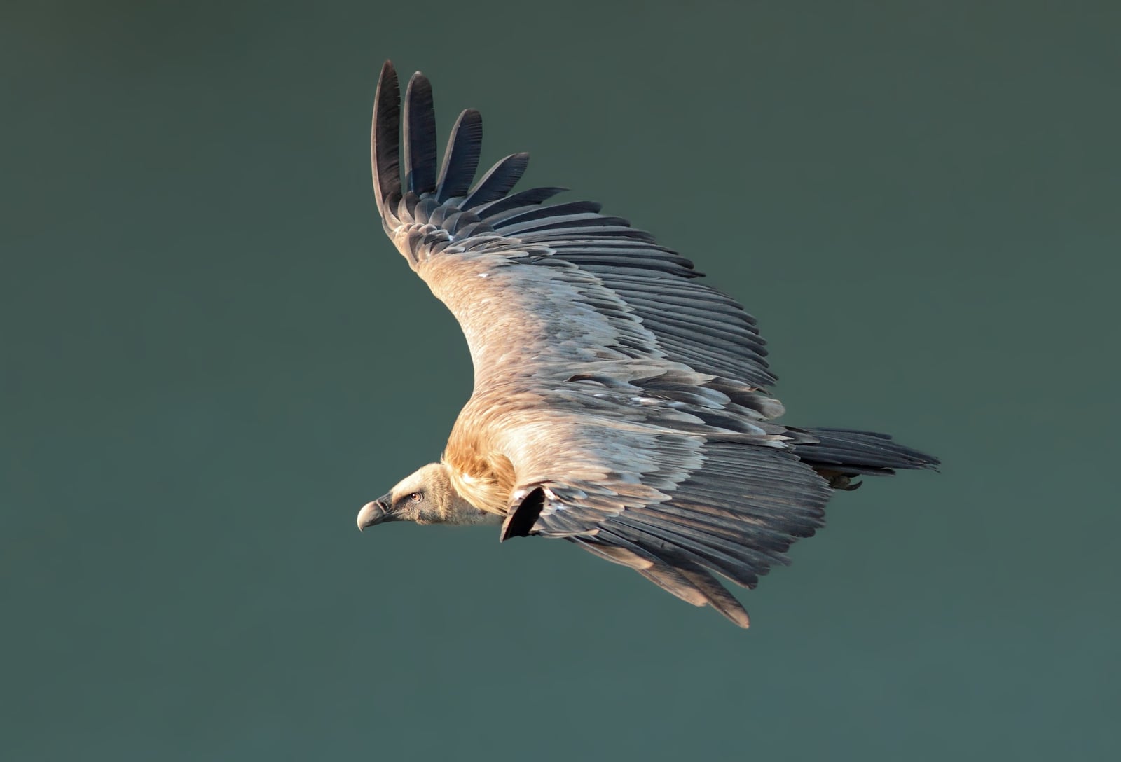 Griffon vulture (Gyps fulvus) in flight