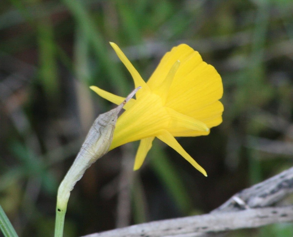 Yellow hoop-petticoat daffodil (Narcissus bulbocodium) in the Algarve