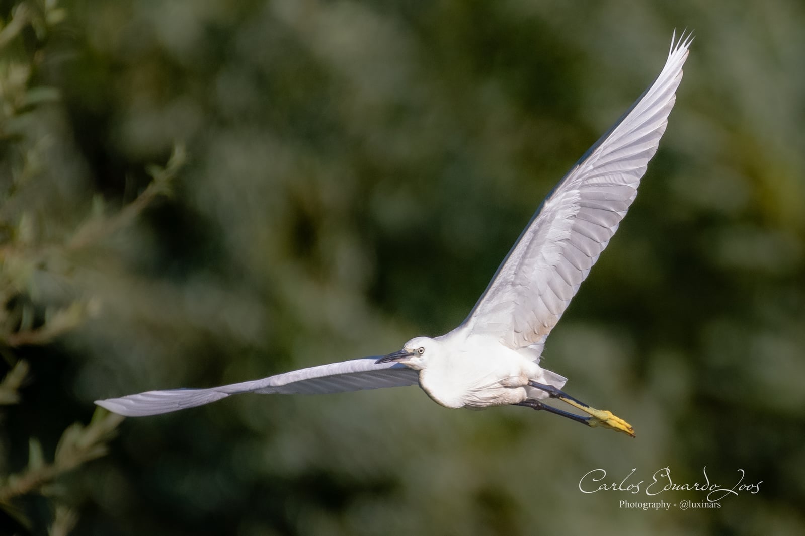Little egret at the estuary