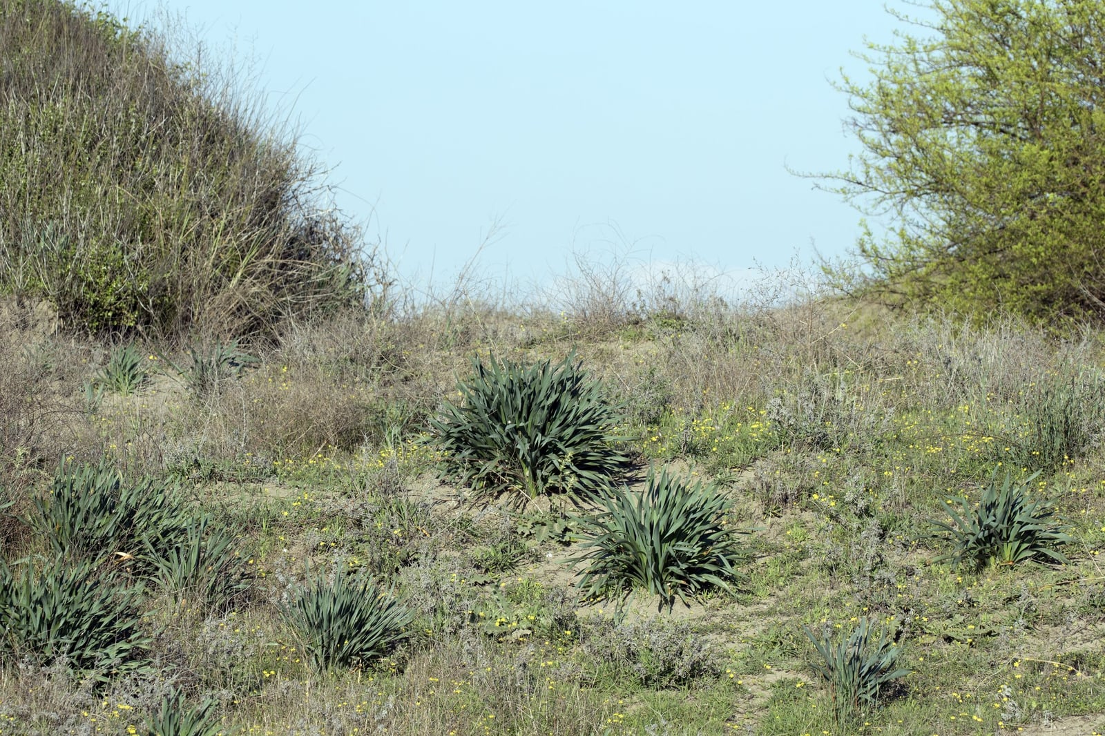 Sea daffodil (Pancratium maritimum) on the coastal dunes