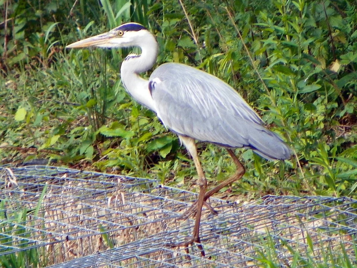 Grey heron near a coastal river