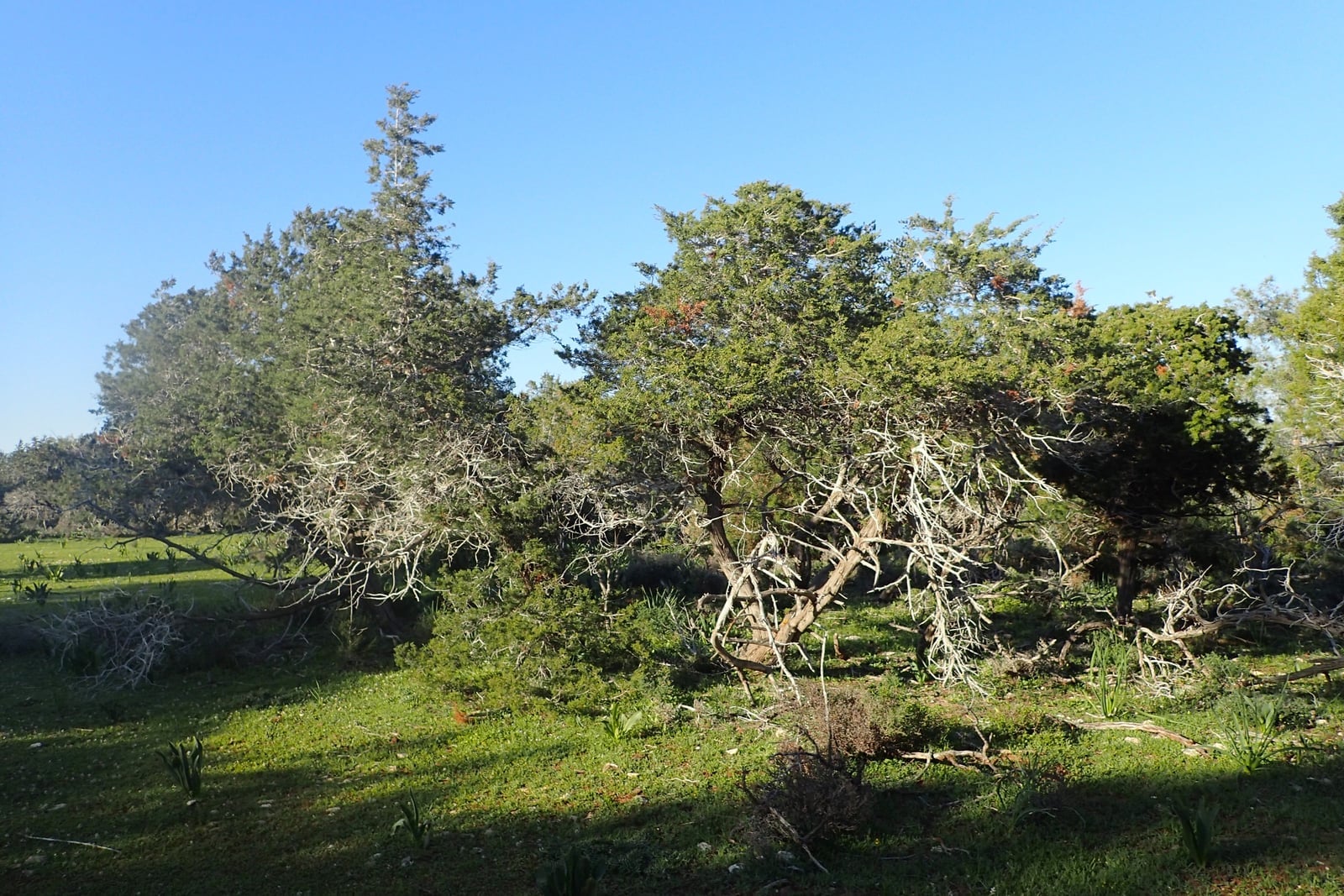 Phoenician juniper on coastal dunes
