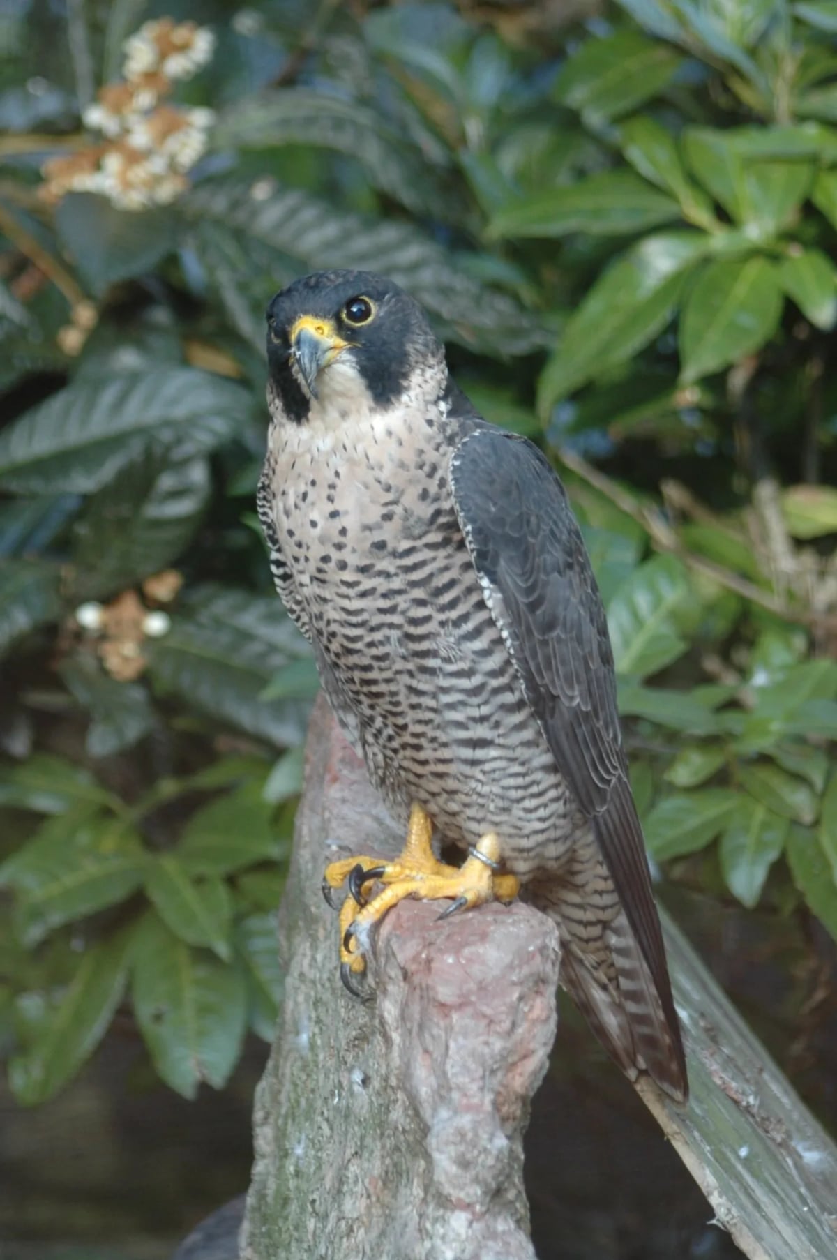 Peregrine falcon on the coastal cliffs