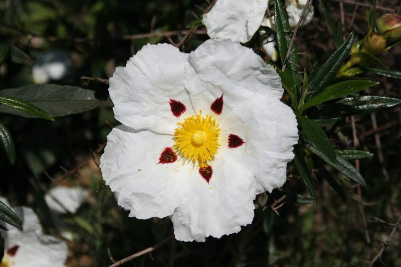 Cistus ladanifer flower with maroon-spotted petals