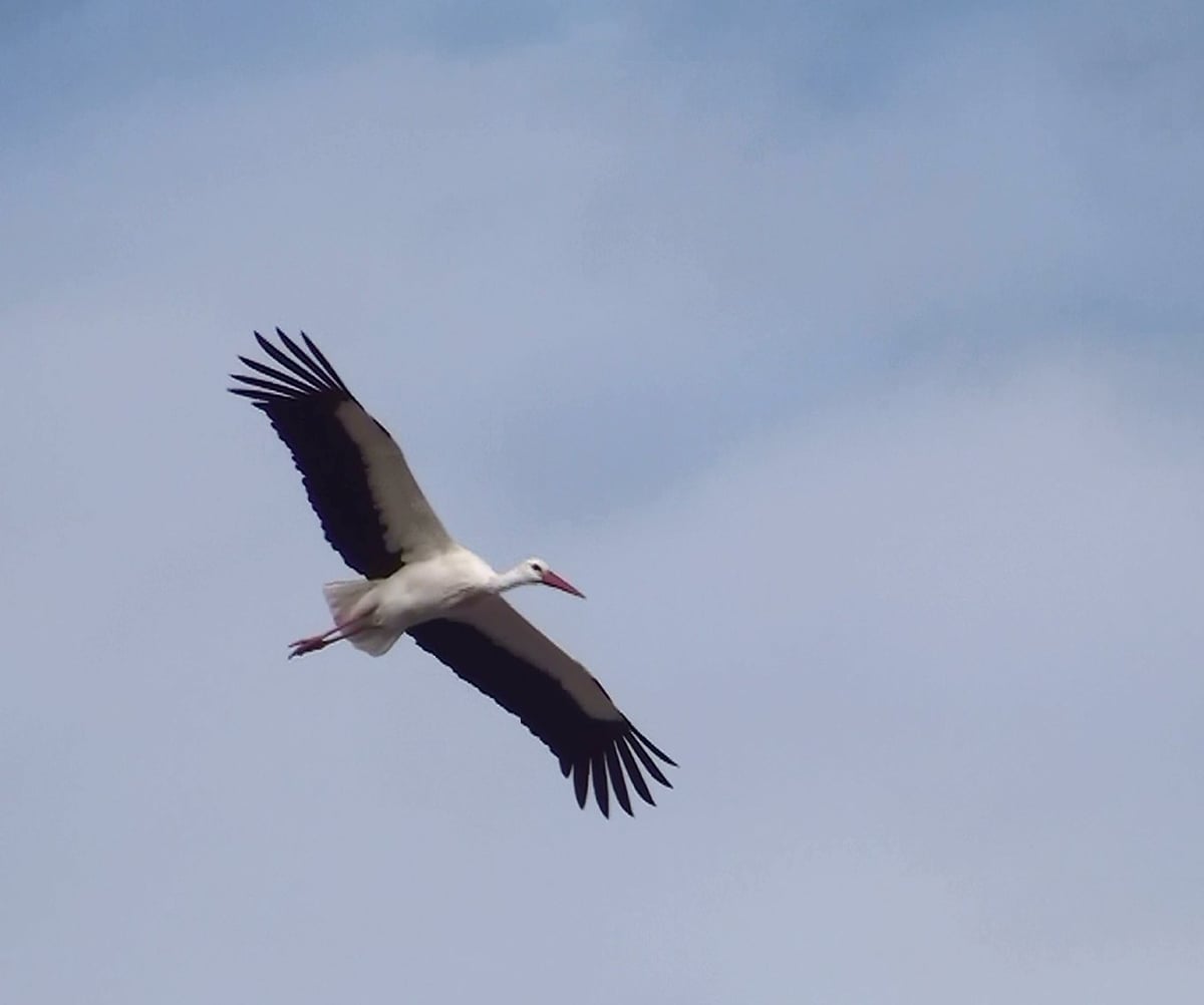 White stork (Ciconia ciconia), unique here for nesting on sea cliffs