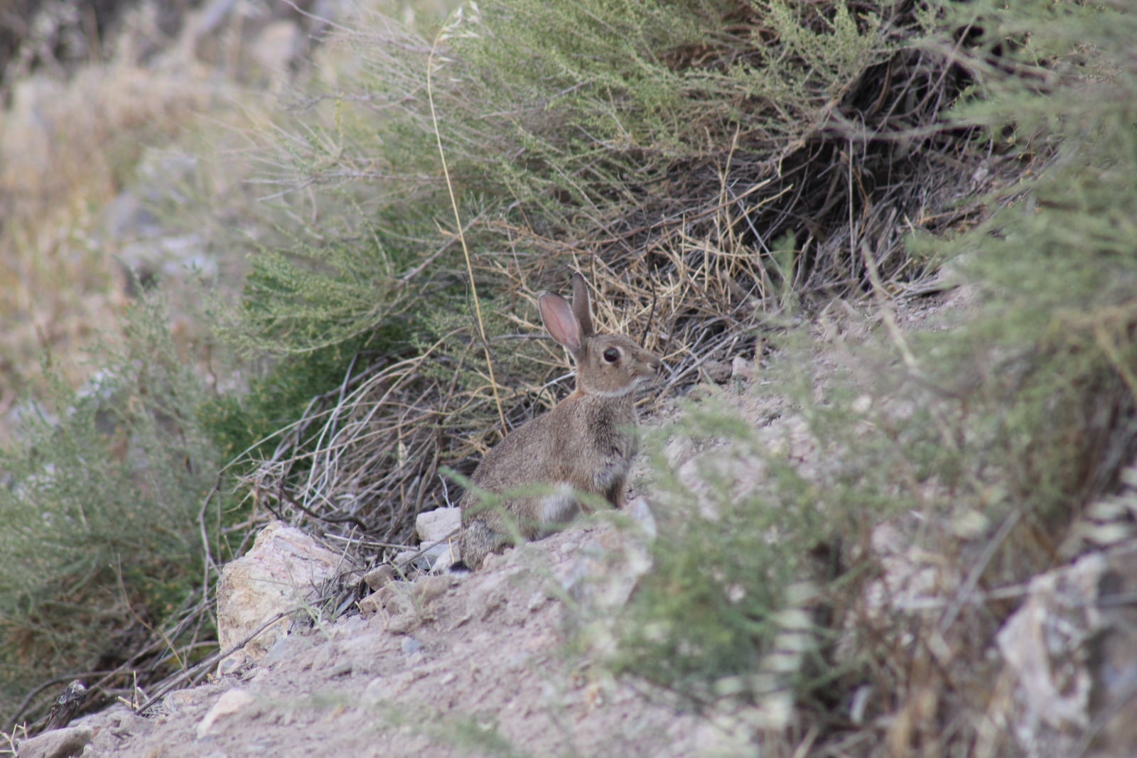 European rabbit in dune scrub