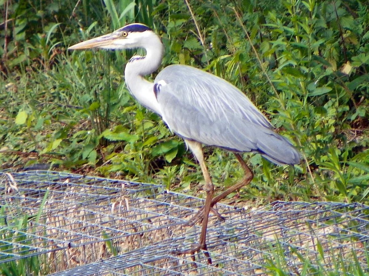 Grey heron (Ardea cinerea) in the Aljezur estuary