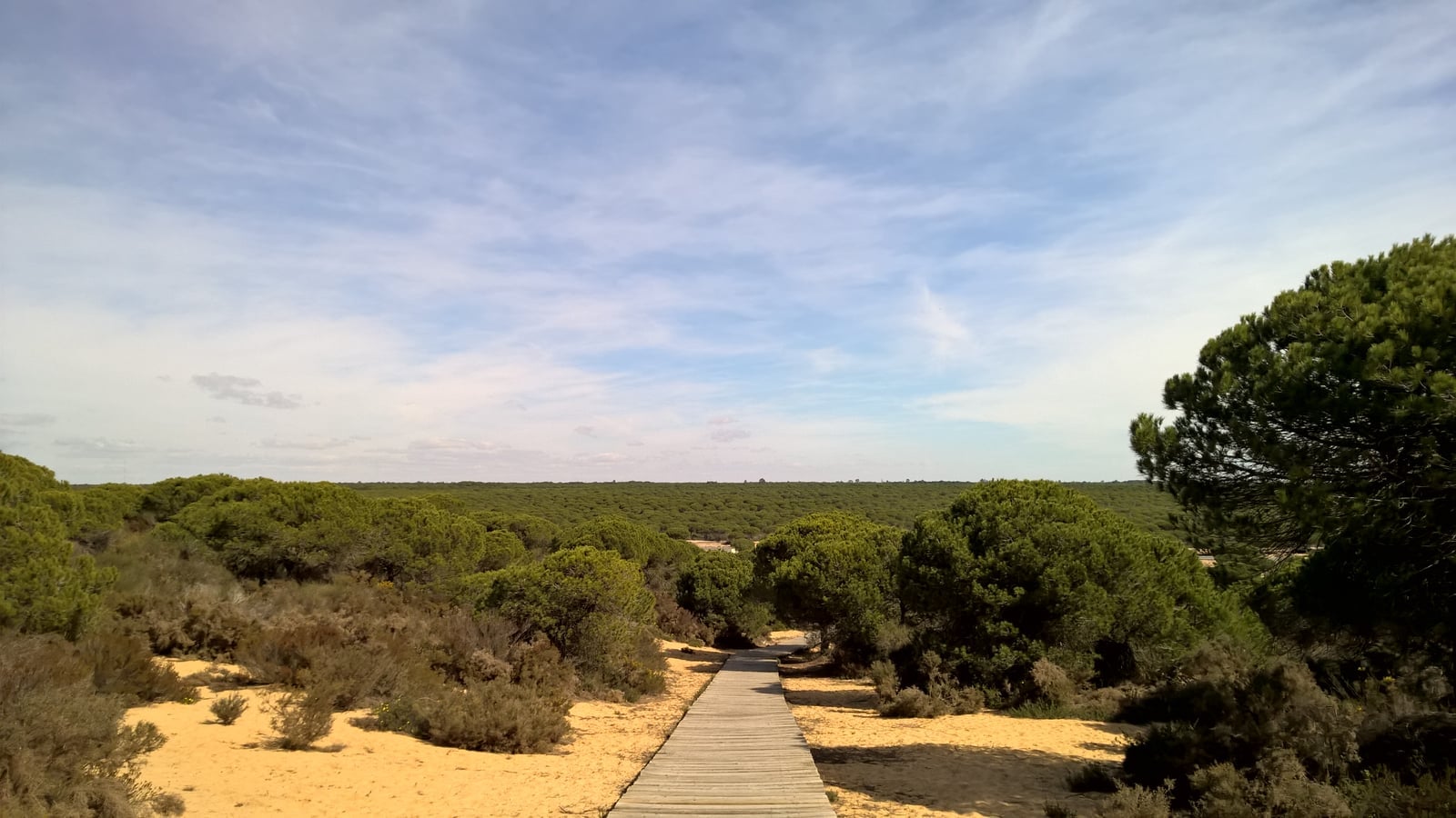 Stone pine forest on the dunes