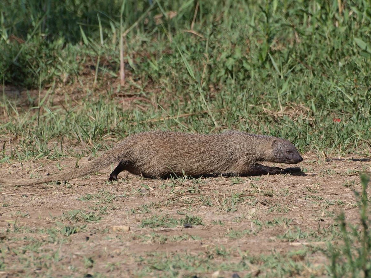 Egyptian mongoose (Herpestes ichneumon) in scrubland habitat