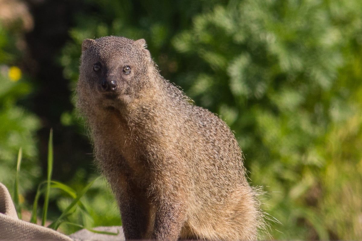 Egyptian mongoose among coastal vegetation