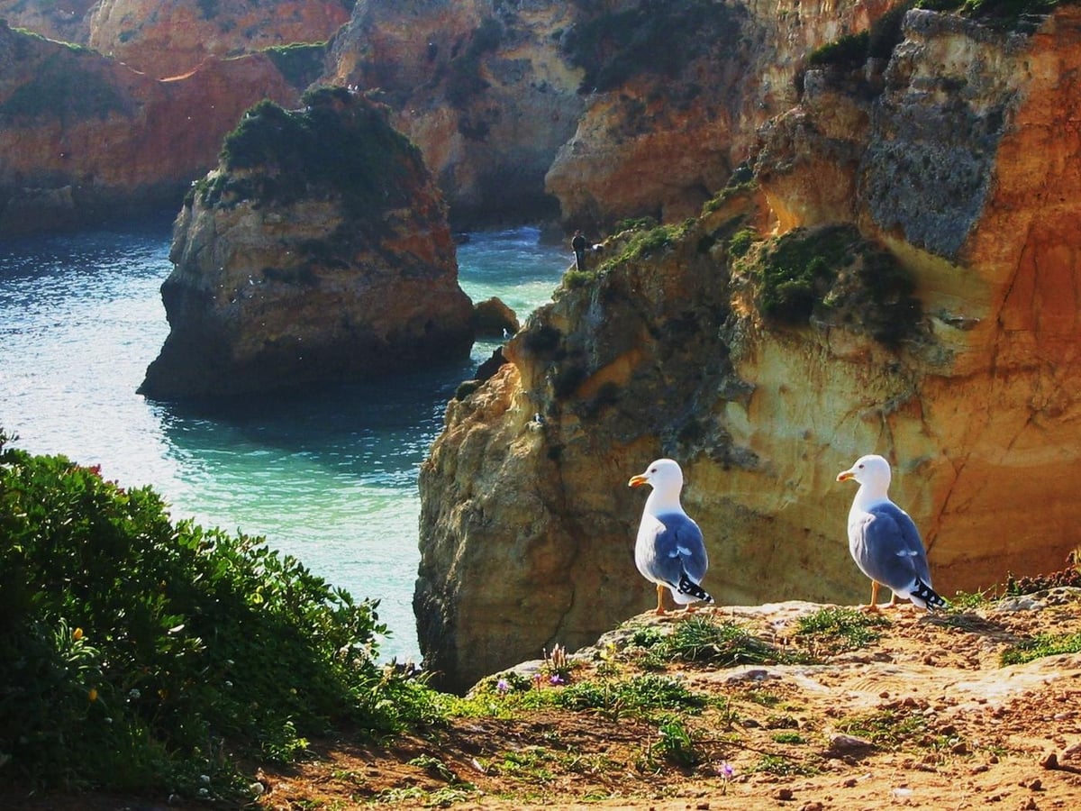 Yellow-legged gulls on the limestone cliffs of the western Algarve