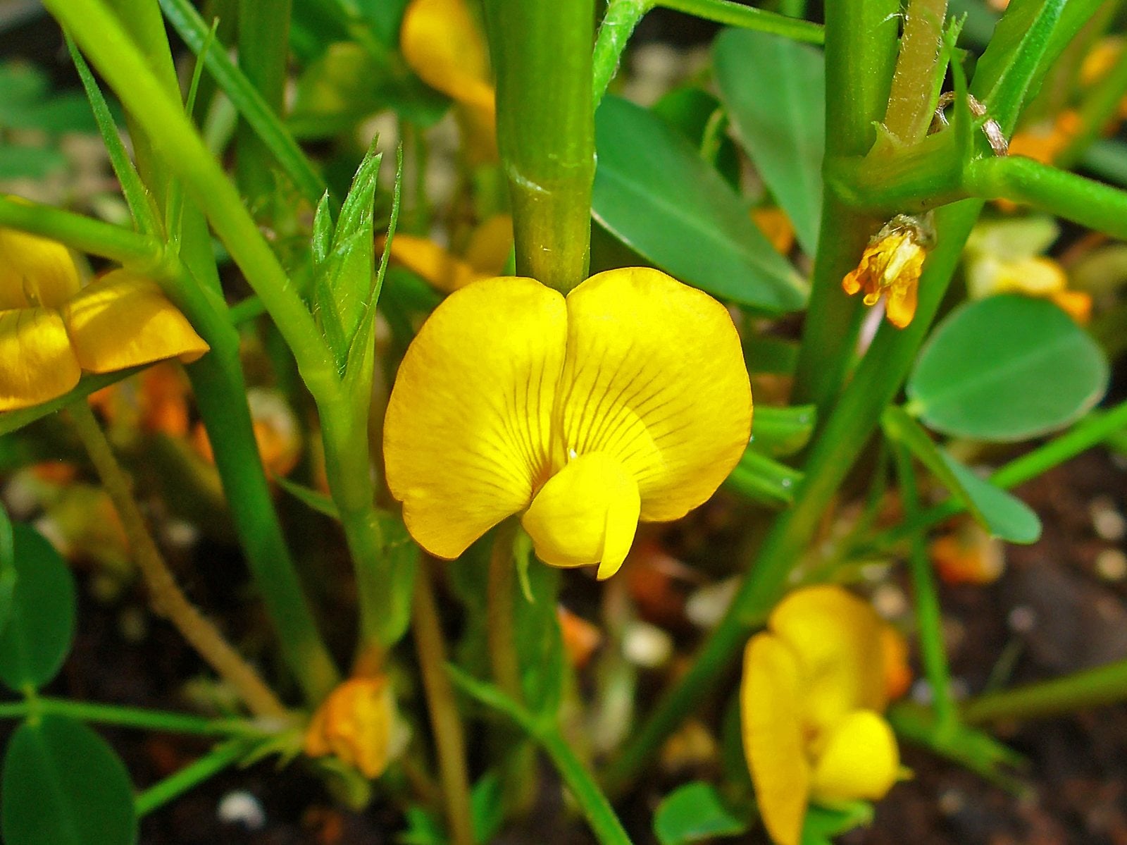 Peanut flowers on the plant