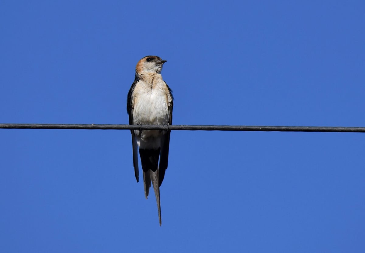 Red-rumped swallow perched on a wire in the Algarve