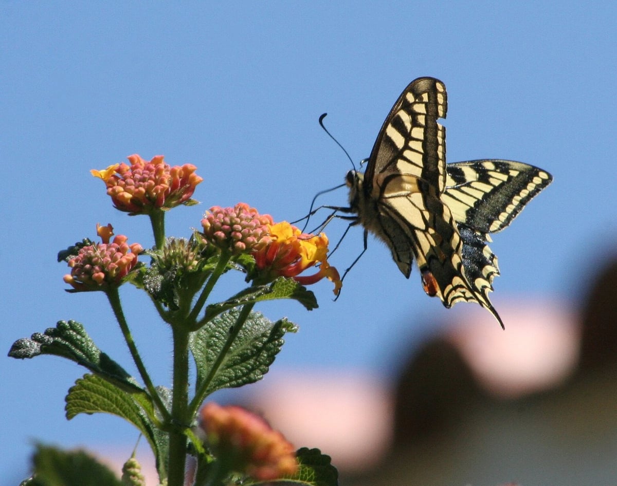 Swallowtail butterfly feeding on flowers in the Algarve